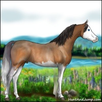 Horse Color:Buckskin Splash Rabicano