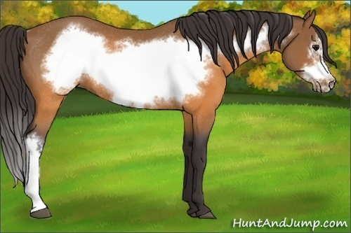 Horse Color:Buckskin Frame Rabicano 