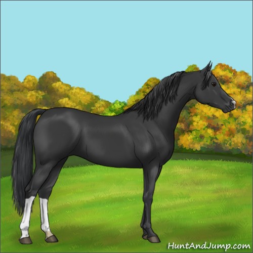 Horse Color:Black 
