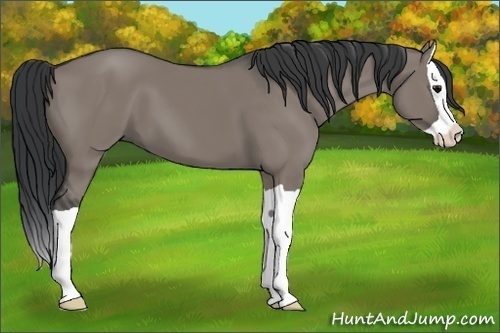Horse Color:Grullo Splash 