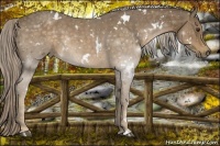 Horse Color:White Spotted Chocolate Palomino