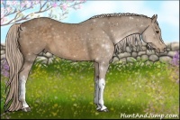 Horse Color:Chocolate Palomino 