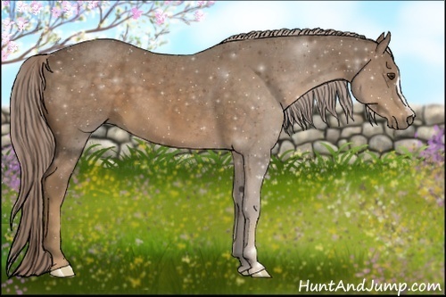 Horse Color:Chocolate Palomino 