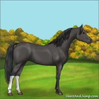 Horse Color:Black 