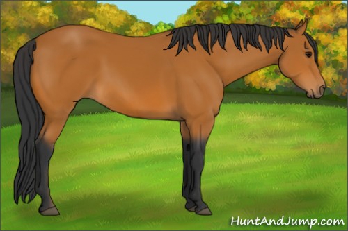 Horse Color:Bay Sabino 
