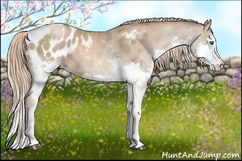 Horse Color:Liver Chestnut Pearl Splash Appaloosa 