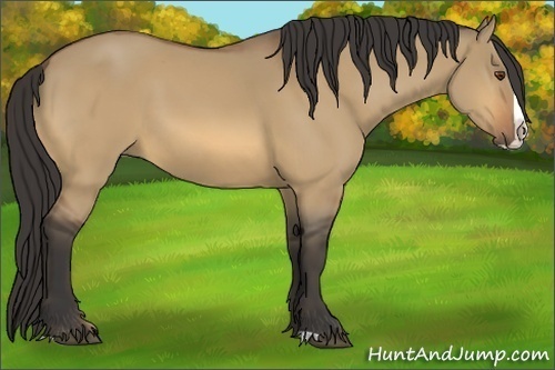 Horse Color:Unknown 