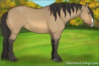 Horse Color:Unknown 