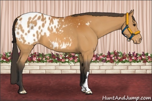 Horse Color:Bay Appaloosa 