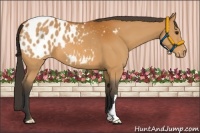 Horse Color:Bay Appaloosa