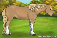Horse Color:Chestnut Tobiano
