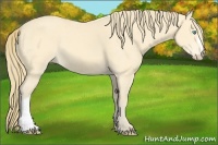Horse Color:Perlino 