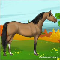 Horse Color:Gray Bay Dun 
