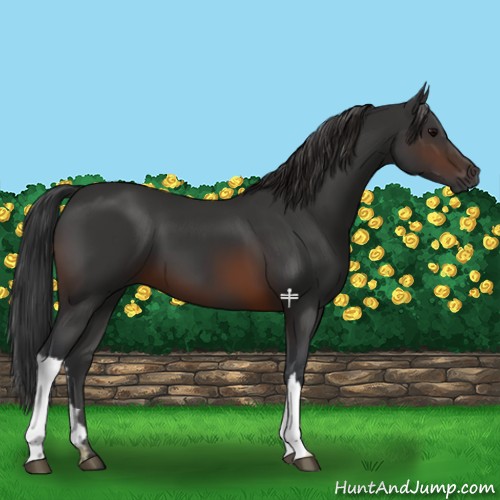 Horse Color:Brown 