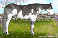 Horse Color:Gray Black Splash 
