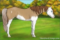 Horse Color:Red Dun Splash