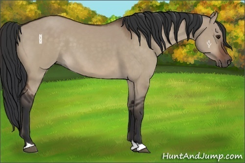 Horse Color:Bay Dun 