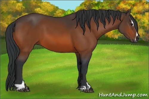 Horse Color:Bay Sabino 