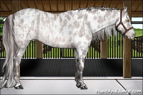 Horse Color:Platinum Amber Champagne Sabino Near Leopard  and Platinum Amber Cream Champagne Sabino Near Leopard 