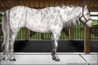 Horse Color:Platinum Amber Champagne Sabino Appaloosa and Platinum Amber Cream Champagne Sabino Appaloosa