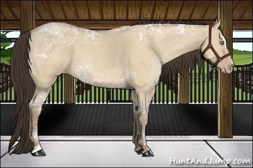 Horse Color:Amber Champagne Ice Dun Sabino