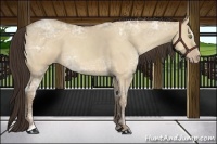 Horse Color:Amber Champagne Ice Dun Sabino