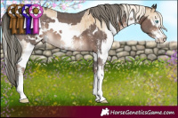 Horse Color:White Spotted Chocolate Palomino Pearl Dun Mushroom Sabino Splash Brindle  and White Spotted Liver Chestnut Mushroom Sabino 