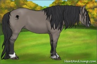 Horse Color:Grullo Sabino 