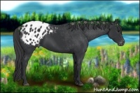 Horse Color:Black Sabino Appaloosa 