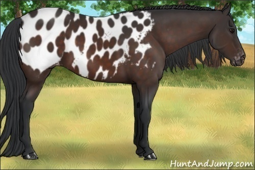 Horse Color:Brown Near Leopard