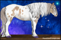Horse Color:Gray Cremello Splash Tobiano Appaloosa 