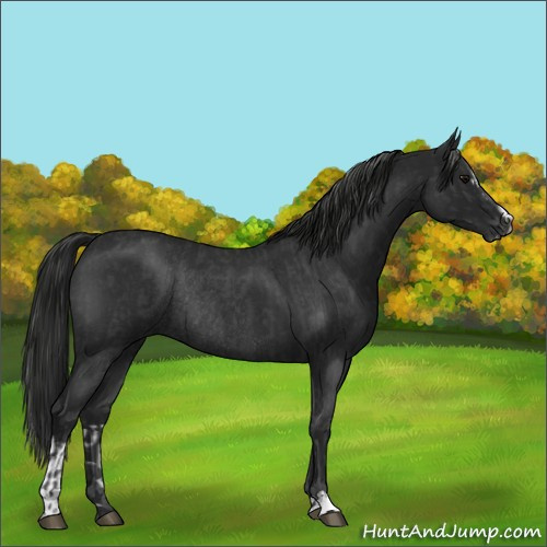 Horse Color:Blue Roan Sabino Rabicano  and Gray Blue Roan Sabino Rabicano 