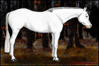 Horse Color:Palomino Near Leopard and Palomino Near Leopard