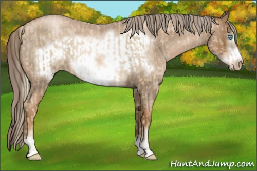 Horse Color:Chocolate Palomino Roan Pearl Sabino Frame and Gray Chocolate Palomino Roan Pearl Sabino Frame