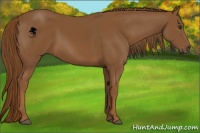 Horse Color:Chestnut Sabino