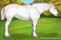 Horse Color:Chocolate Palomino Pearl Sabino Frame and Chocolate Palomino Pearl Sabino Frame