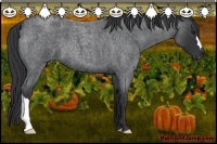 Horse Color:Blue Roan 