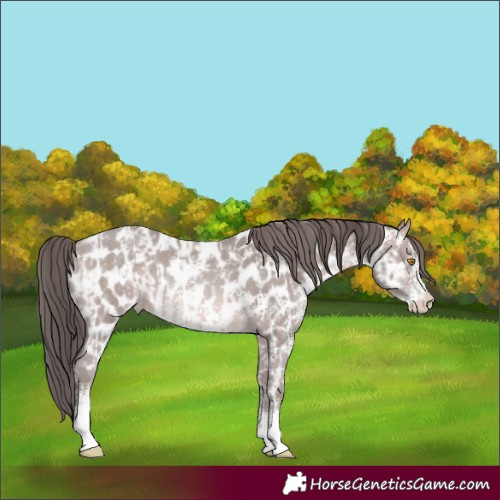 Horse Color:Platinum Sable Champagne Sabino Appaloosa and Platinum Sable Champagne Sabino Appaloosa