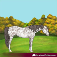 Horse Color:Platinum Sable Champagne Sabino Appaloosa and Platinum Sable Champagne Sabino Appaloosa
