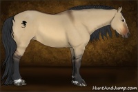 Horse Color:Bay Dun Sabino 