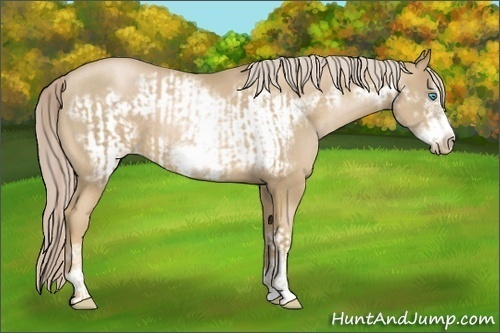 Horse Color:Chocolate Palomino Pearl Sabino Frame and Chocolate Palomino Pearl Sabino Frame Rabicano