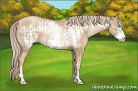Horse Color:Chocolate Palomino Pearl Sabino Frame and Chocolate Palomino Pearl Sabino Frame Rabicano