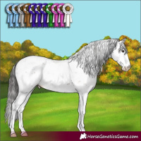 Horse Color:Liver Red Dun Sabino Brindle 