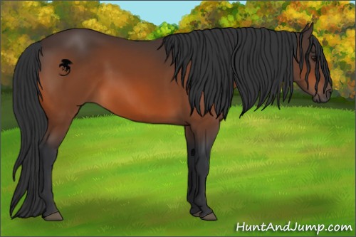 Horse Color:Bay Sabino