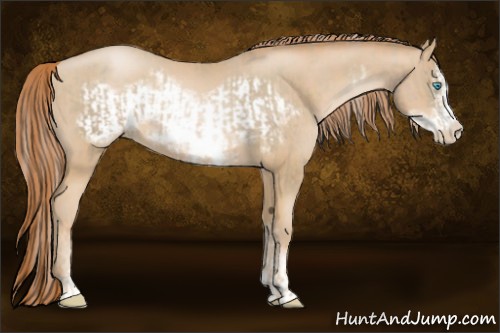 Horse Color:Chocolate Palomino Pearl Sabino Frame and Buckskin Pearl Sabino Frame