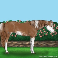 Horse Color:Chestnut Sabino