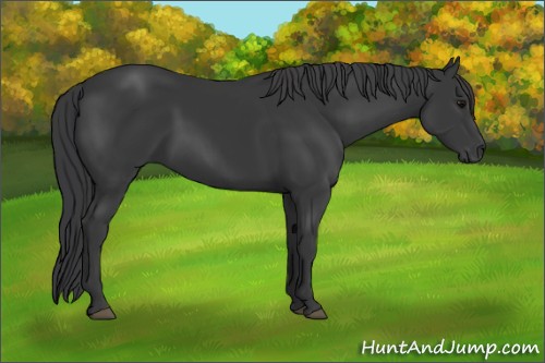 Horse Color:Black Sabino