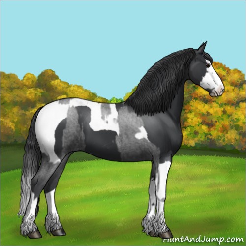 Horse Color:Blue Roan Sabino Splash and Black Sabino Splash Tobiano