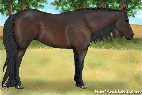 Horse Color:Brown 
