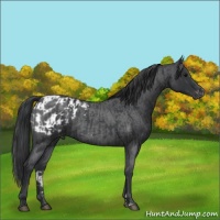 Horse Color:Blue Roan Sabino Rabicano  and Blue Roan Sabino Appaloosa Rabicano 